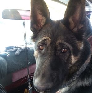 Meet your Posher, Willy